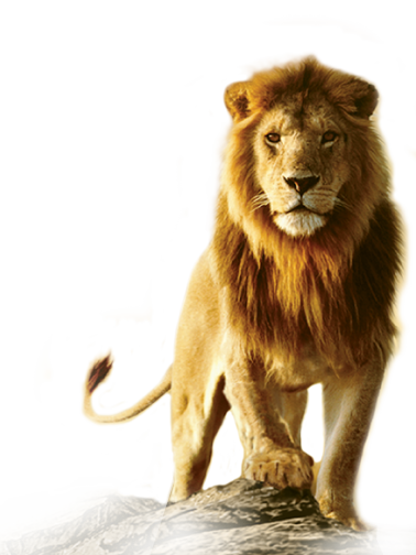 Lion Transparent PNG Pictures - Free Icons and PNG Backgrounds