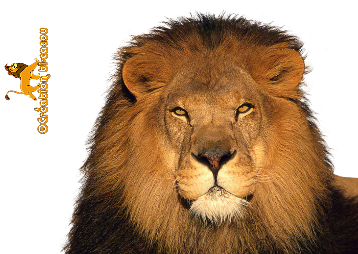 Lion Transparent PNG Pictures - Free Icons and PNG Backgrounds