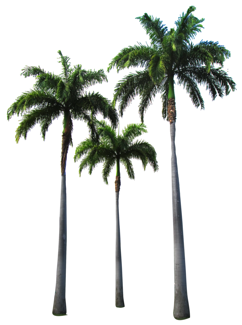 Palm Transparent PNG Pictures - Free Icons and PNG Backgrounds