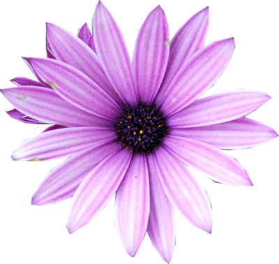 Purple Flower Png - Freeiconspng