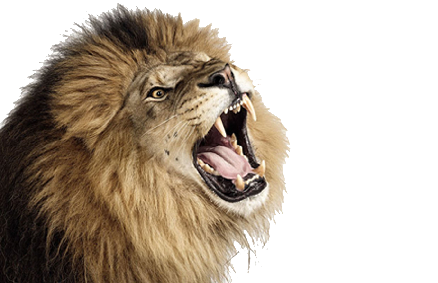 Lion Png Freeiconspng