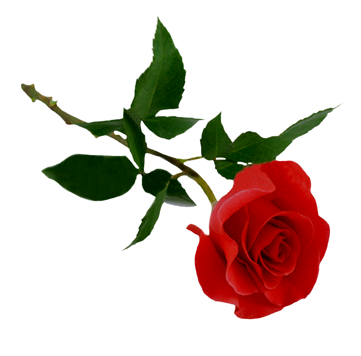 Rose Transparent PNG Pictures - Free Icons and PNG Backgrounds