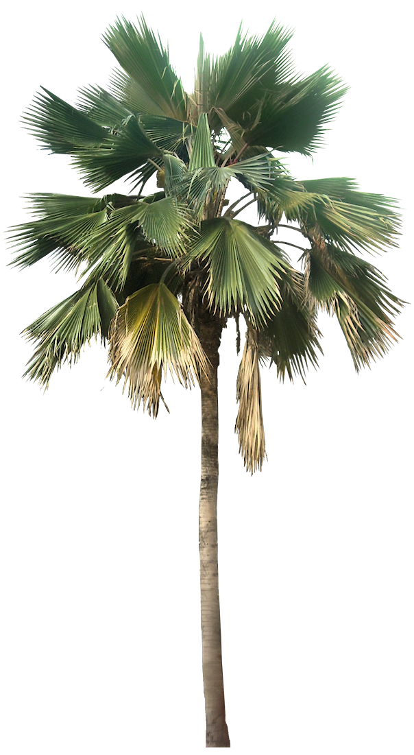 Transparent Palm Tree Great looking desert plants png image #43077
