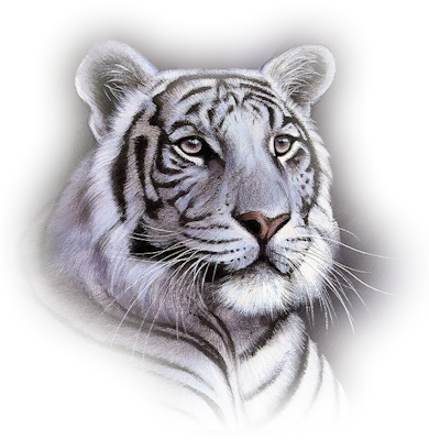 Tiger Transparent PNG Pictures - Free Icons and PNG Backgrounds