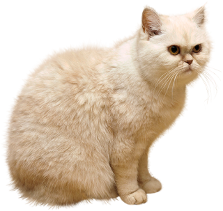 3d Cat Animal Png PNG images