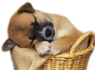 3d Cute Dog Animal Png PNG images