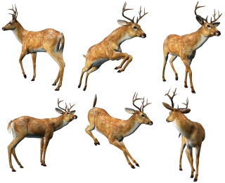 3d Deer Animal Png PNG images