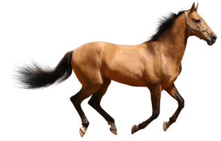 Horse 3d Animal Png PNG images