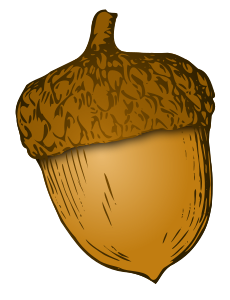 Acorn Download Vector Png Free PNG images