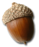 Acorn Clip Art PNG images