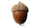Free Download Of Acorn Icon Clipart PNG images