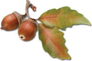 Png Acorn Designs PNG images