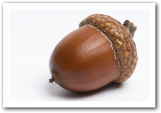 Acorn Clipart PNG PNG images