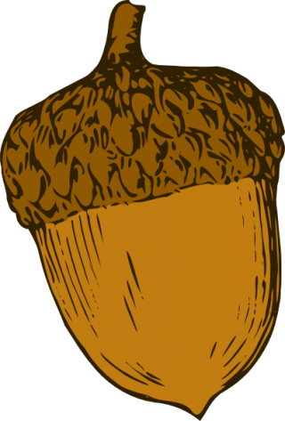 Acorn Png Icon PNG images