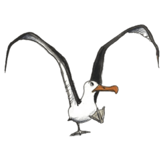  Running Away Albatross Pictures Image PNG images
