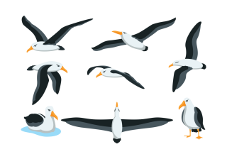 Albatross Familys Images PNG images