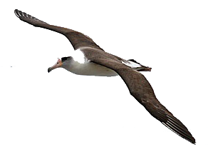 Albatross Flying From The Top Images PNG images