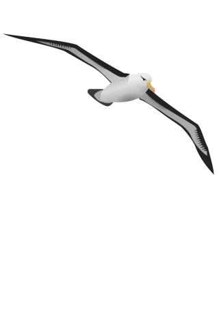 Albatross Transparent Background Images PNG images