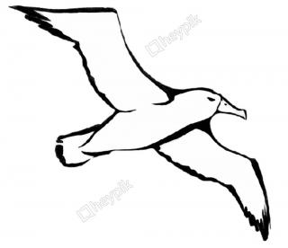 Cartoon Character Albatross Photos PNG images