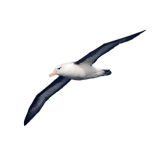 Flying Spy Albatross Pictures PNG images
