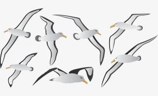 Great Animals Albatross Image Symbol PNG images
