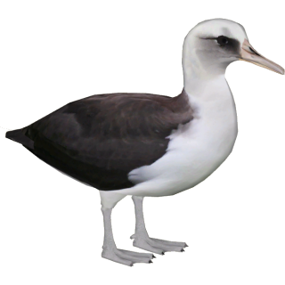 Great Appearance Albatross Picture PNG images