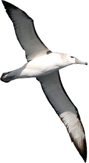 Judge The Air Albatross Photos PNG images