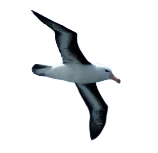 Like An Eagle Albatross Png Images PNG images