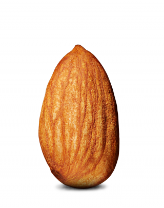 Almond Nut Png PNG images