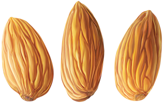 Almond Png Clipart PNG images