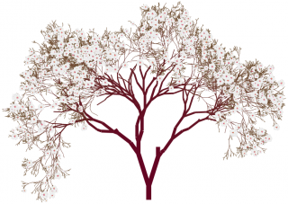 Almond Tree Png PNG images