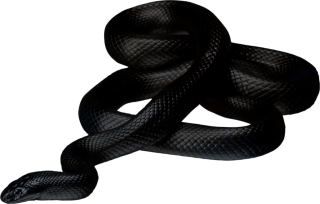 But Harmless Black Anaconda Photos PNG images