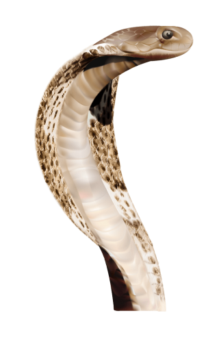 Cobra And Anaconda Images PNG images