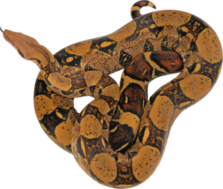 Dark Brown Anaconda Images Ready To Pounce PNG images