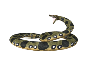 Hd Anaconda Toxic Transparent Background PNG images