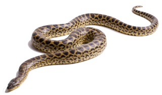 Jaguar Anaconda Patterned Transparent Image PNG images