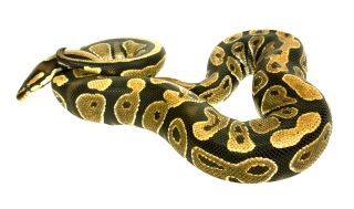 Nature Calm Animal Anaconda Image PNG images