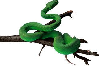 Simple Branch Green Anaconda Pictures PNG images