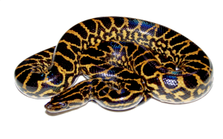 The Lord Of The Anaconda Snake Images PNG images
