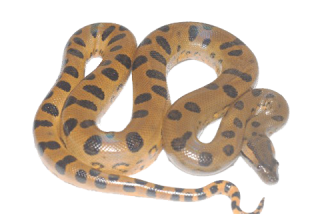 Transparent Patterned Black And Yellow Anaconda Pictures PNG images