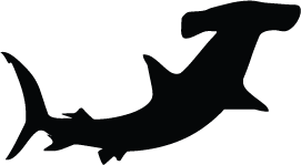 Hammerhead Shark Silhouettes | Silhouettes Of Hammerhead Shark Free PNG images