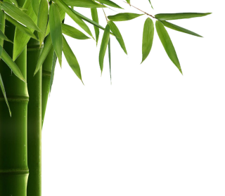 Bamboo PNG, Bamboo Transparent Background - FreeIconsPNG