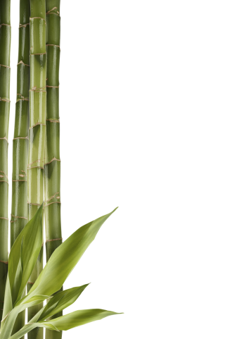 Images Free Bamboo Download PNG Transparent Background, Free Download ...