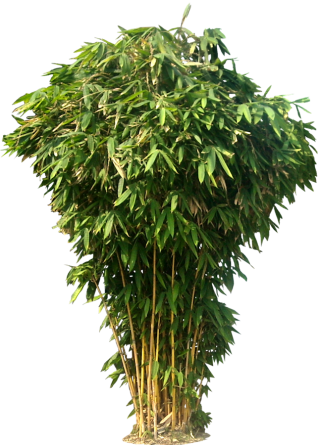 Bamboo Tree Png PNG images