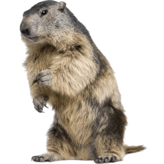  Cute White Hairy Beaver Pictures PNG images