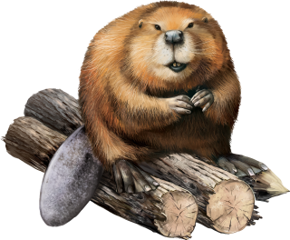 Angry And Furious Beaver Image PNG images