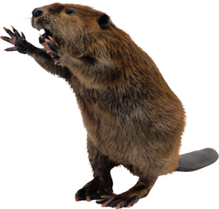 Beaver Background PNG images
