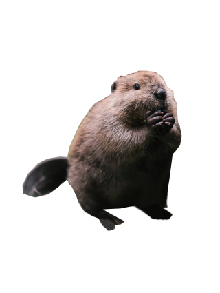 Chubby Beaver Images PNG images