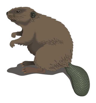 Confused Beaver PNG Images PNG images