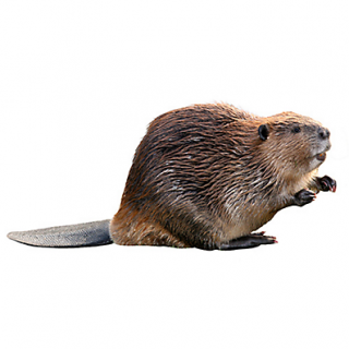 Crafty Chubby Of Beaver Images PNG images